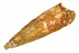 Bargain, Fossil Spinosaurus Tooth - Real Dinosaur Tooth #298184-1